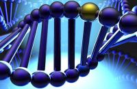 Dùng vi khuẩn chuyển gen trị bệnh di truyền