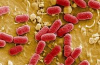 Ứng phó thế nào với hiểm họa kháng kháng sinh?