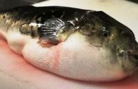 BÀI TUYÊN TRUYỀN PHÒNG NGỪA NGỘ ĐỘC CÁ NÓC